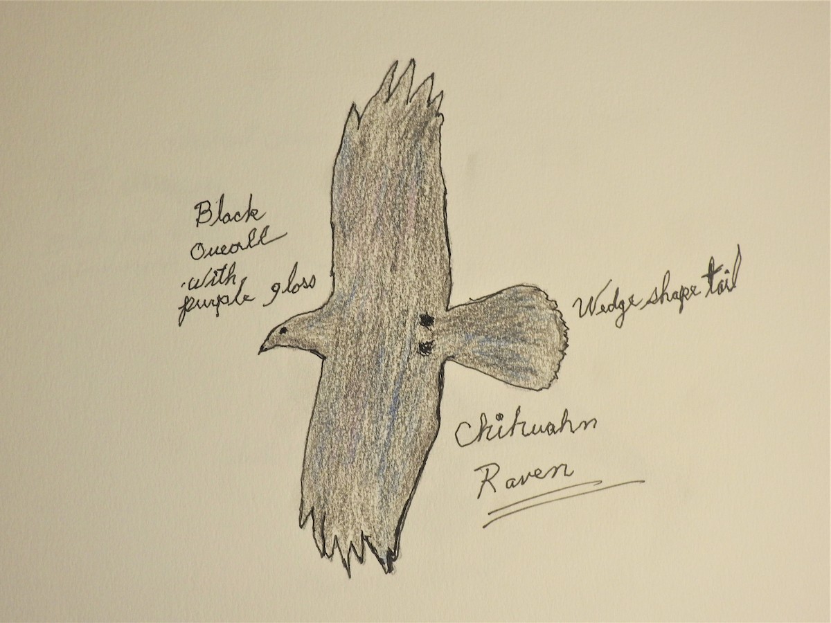 Chihuahuan Raven - ML293620981