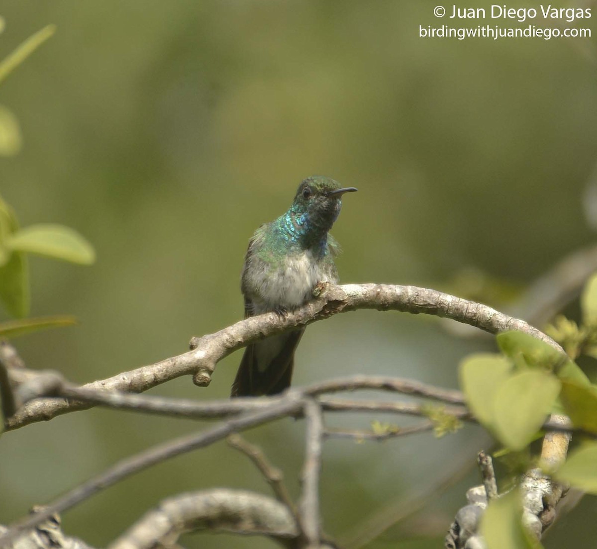 Mangrove Hummingbird - Juan Diego Vargas