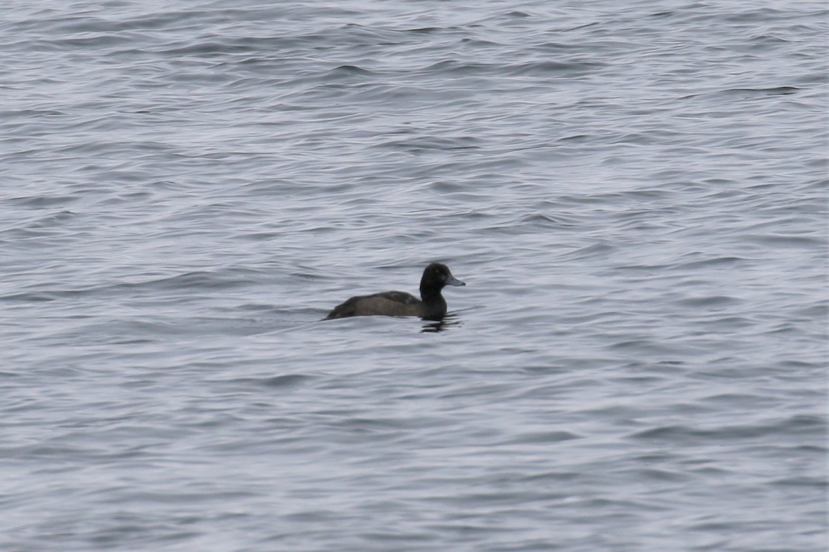 Greater Scaup - ML293628301
