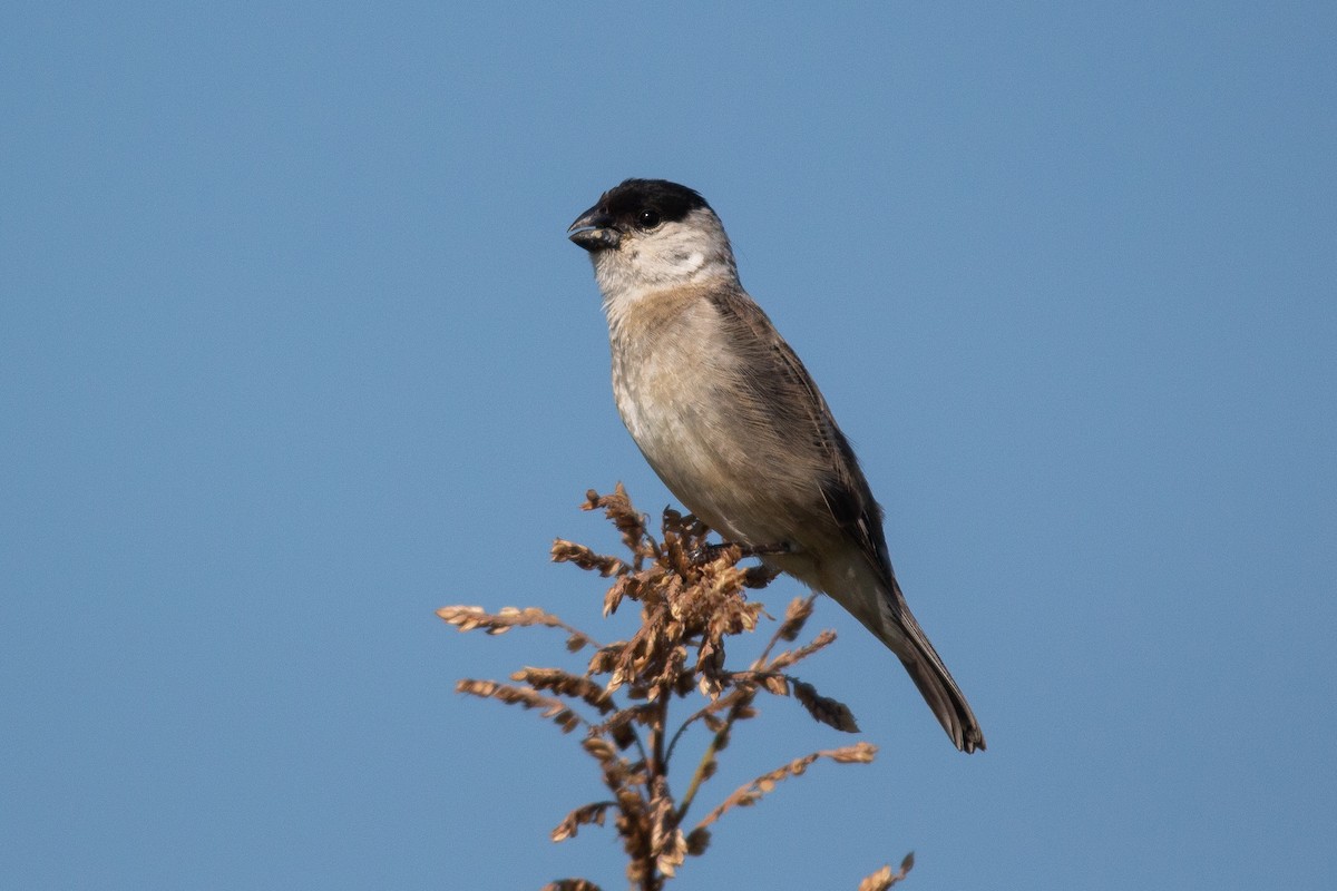 Pearly-bellied Seedeater - João Vitor Andriola
