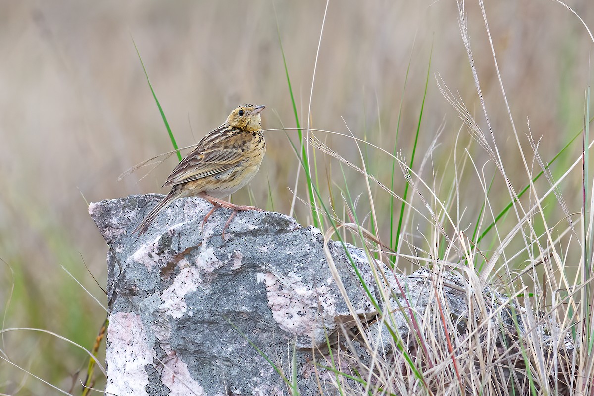 Ochre-breasted Pipit - ML293641161