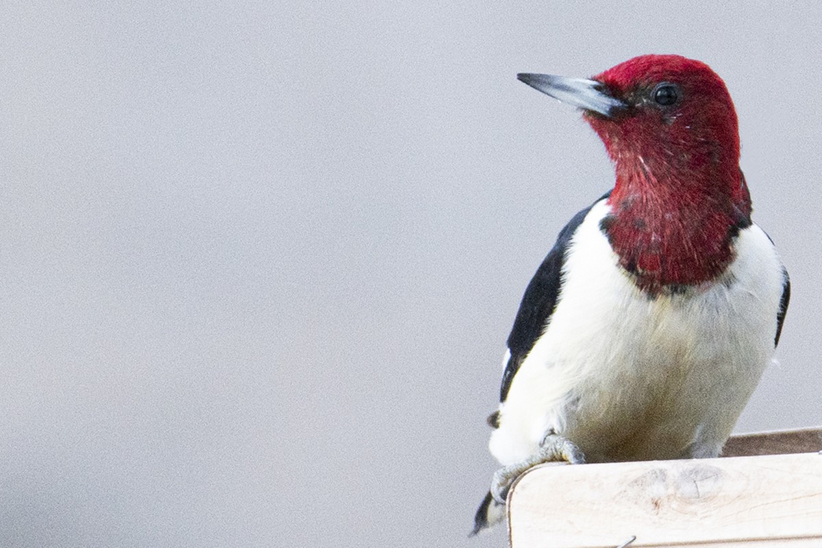 Red-headed Woodpecker - John Weisgerber