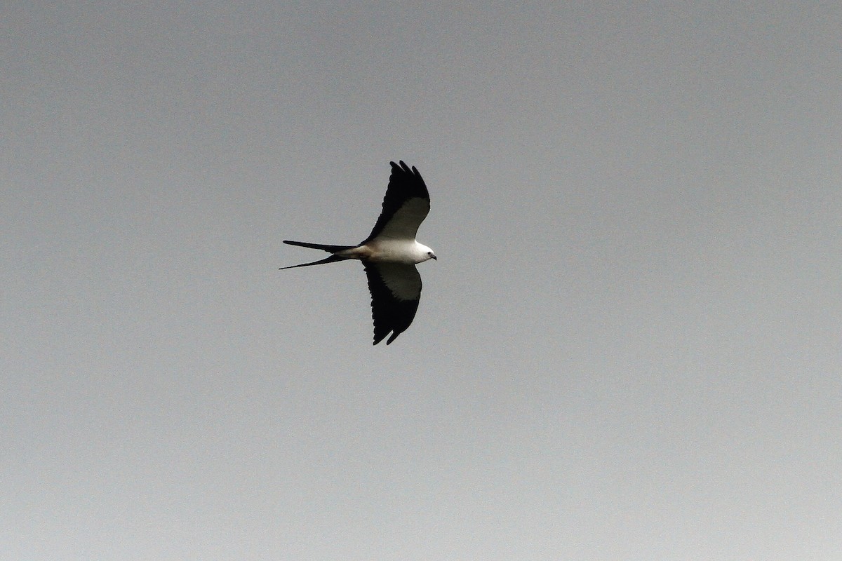 Swallow-tailed Kite - Jan Harm Wiers