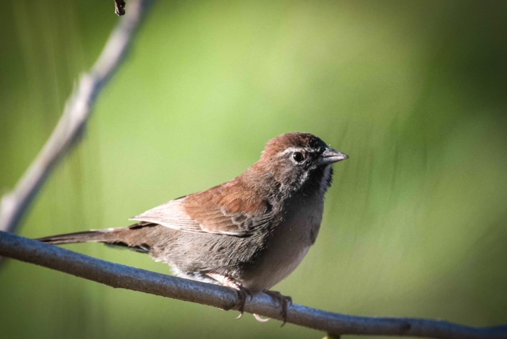 Five-striped Sparrow - Eliana Ardila Kramer (Birding By Bus)