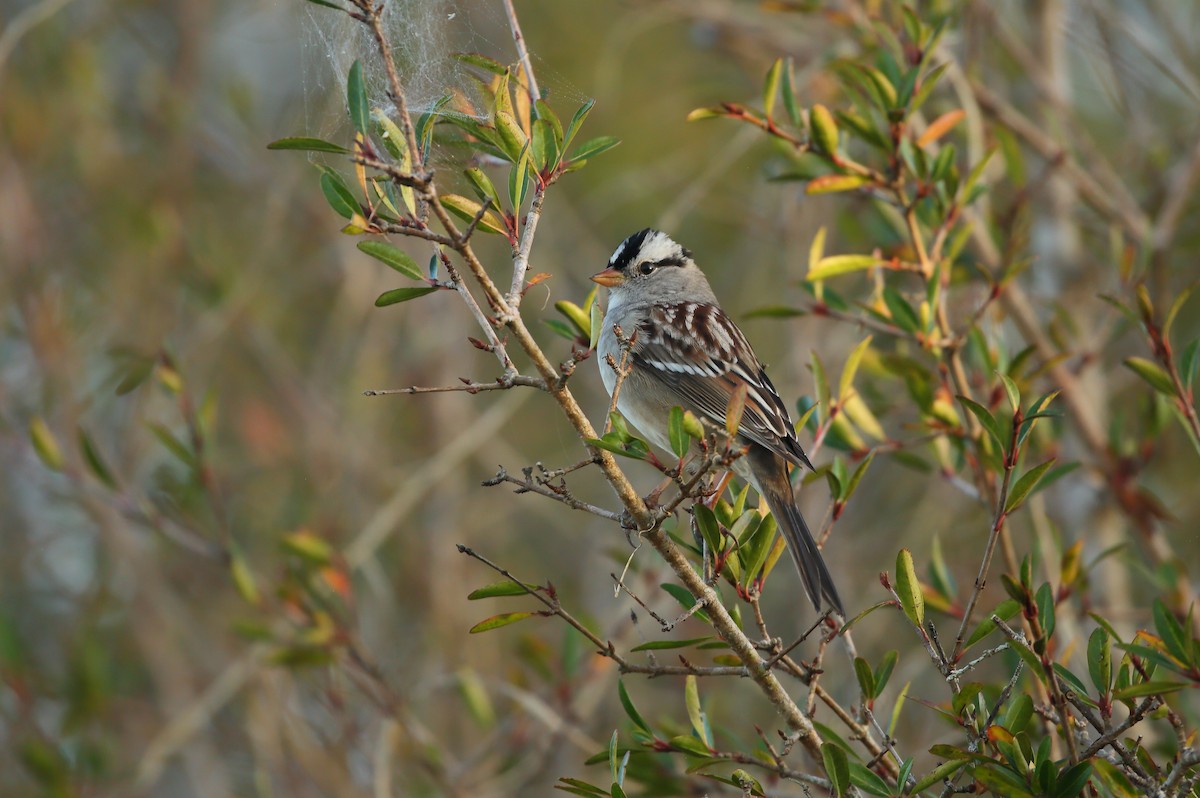 White-crowned Sparrow (Gambel's) - ML293652641