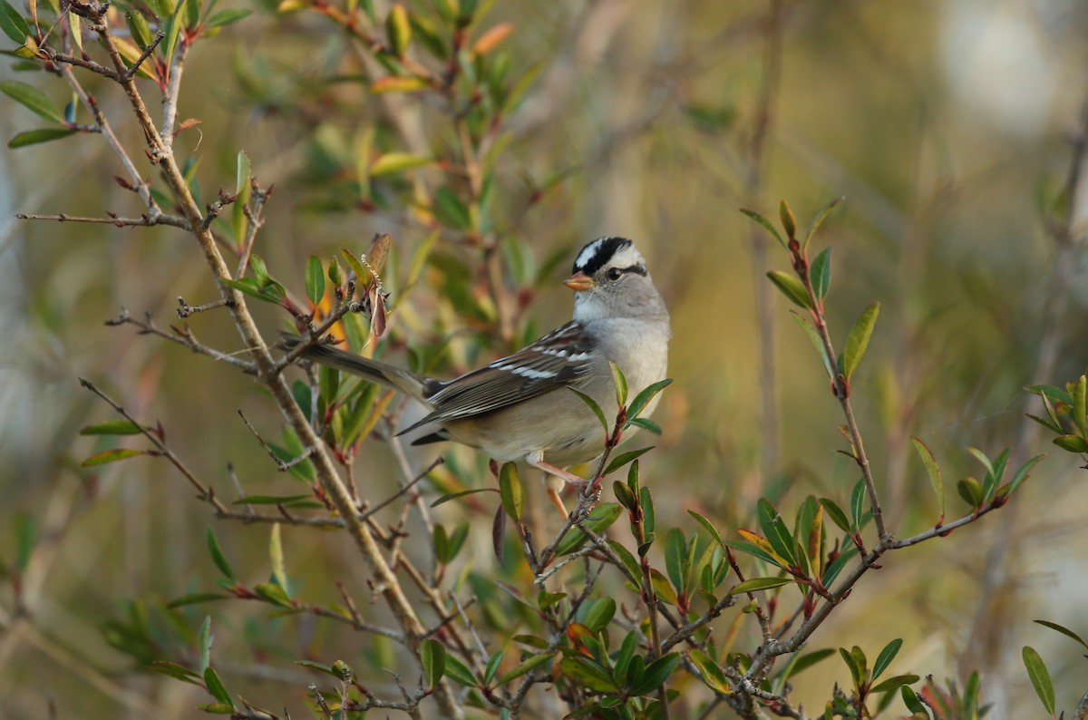 White-crowned Sparrow (Gambel's) - ML293653001