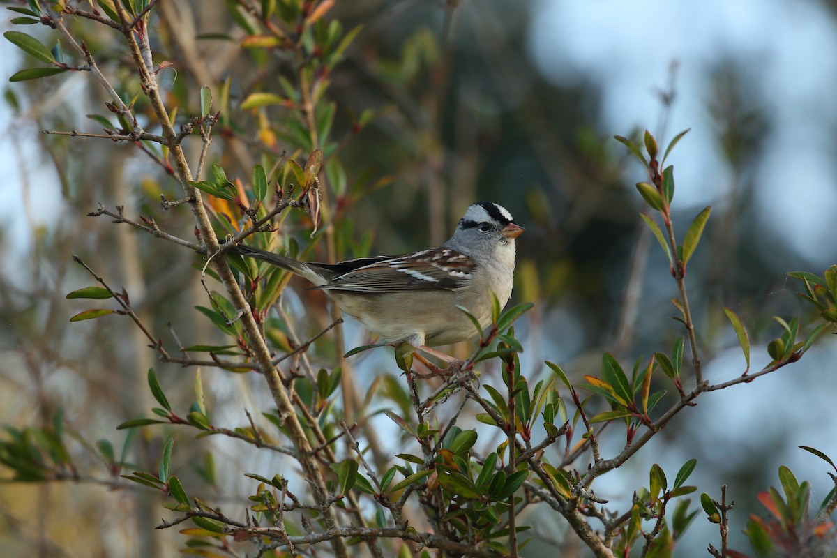 White-crowned Sparrow (Gambel's) - ML293653091