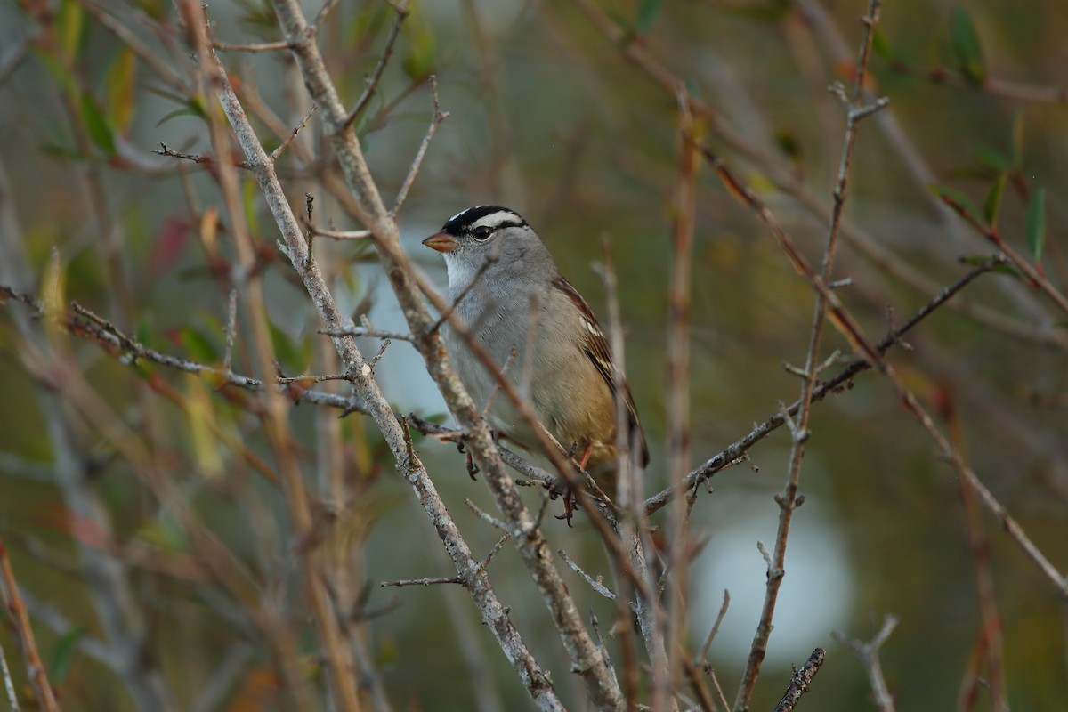 White-crowned Sparrow (leucophrys) - ML293653111