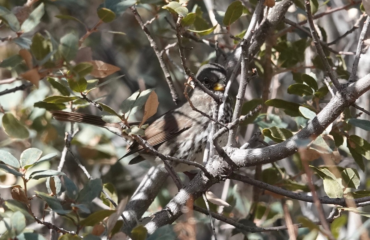 Fox Sparrow (Slate-colored) - ML293653401