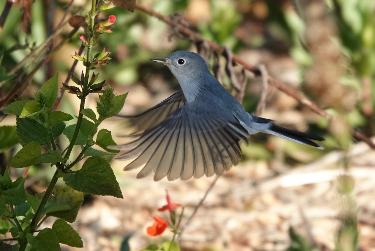 Blue-gray Gnatcatcher - Kathryn Young