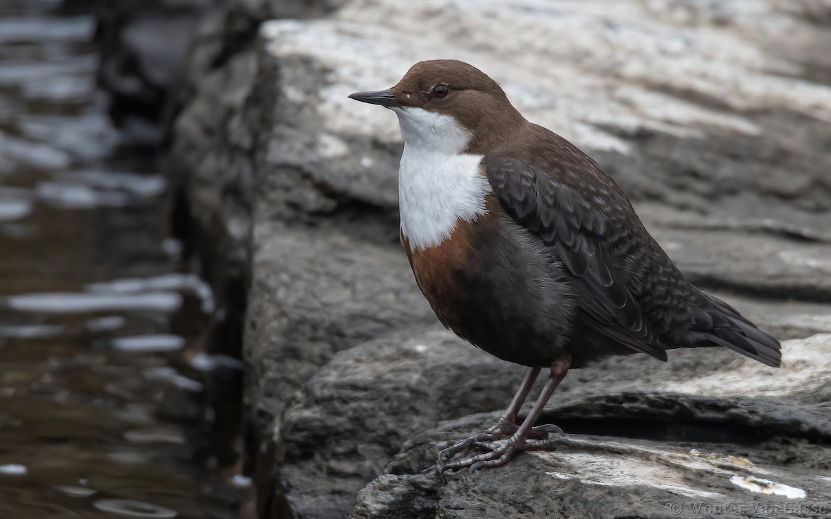White-throated Dipper - Wouter Van Gasse
