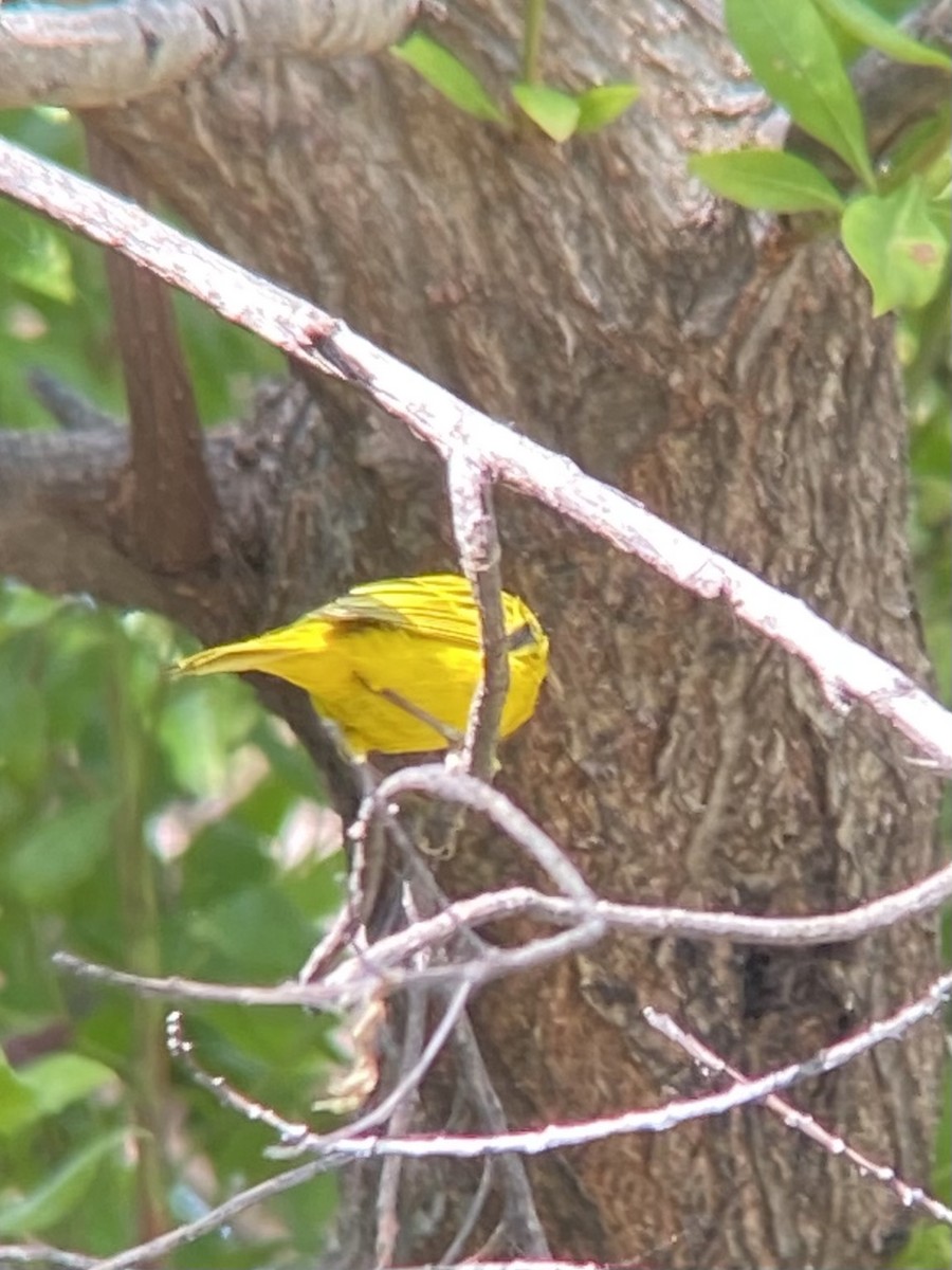 Yellow Warbler (Mangrove) - ML293666851