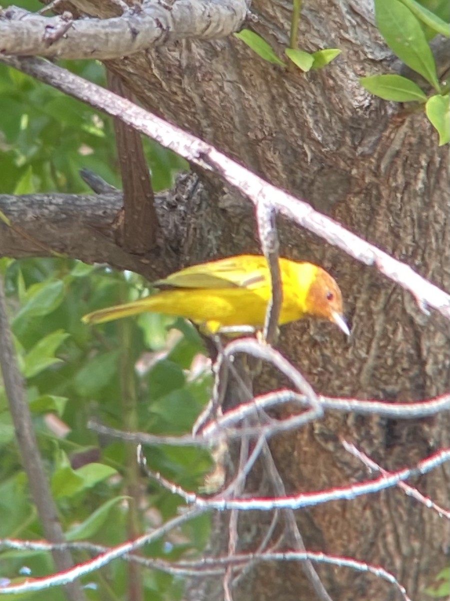 Yellow Warbler (Mangrove) - ML293666861