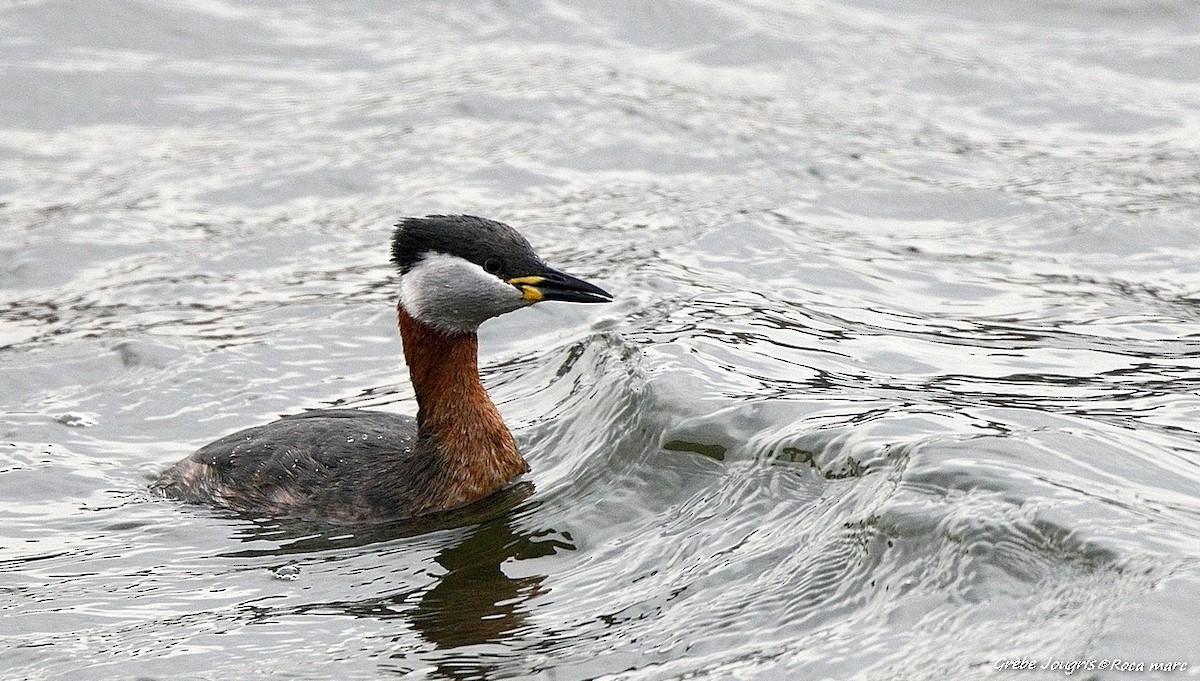 Red-necked Grebe - ML29367001