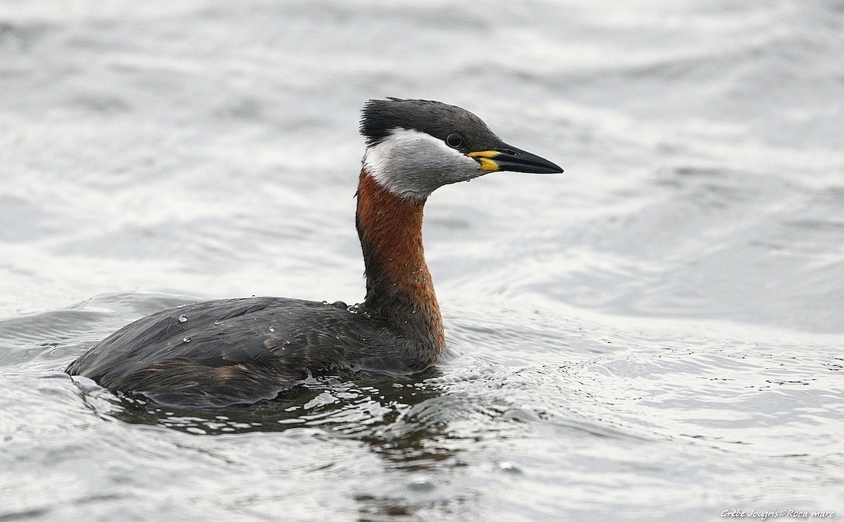 Red-necked Grebe - ML29367011