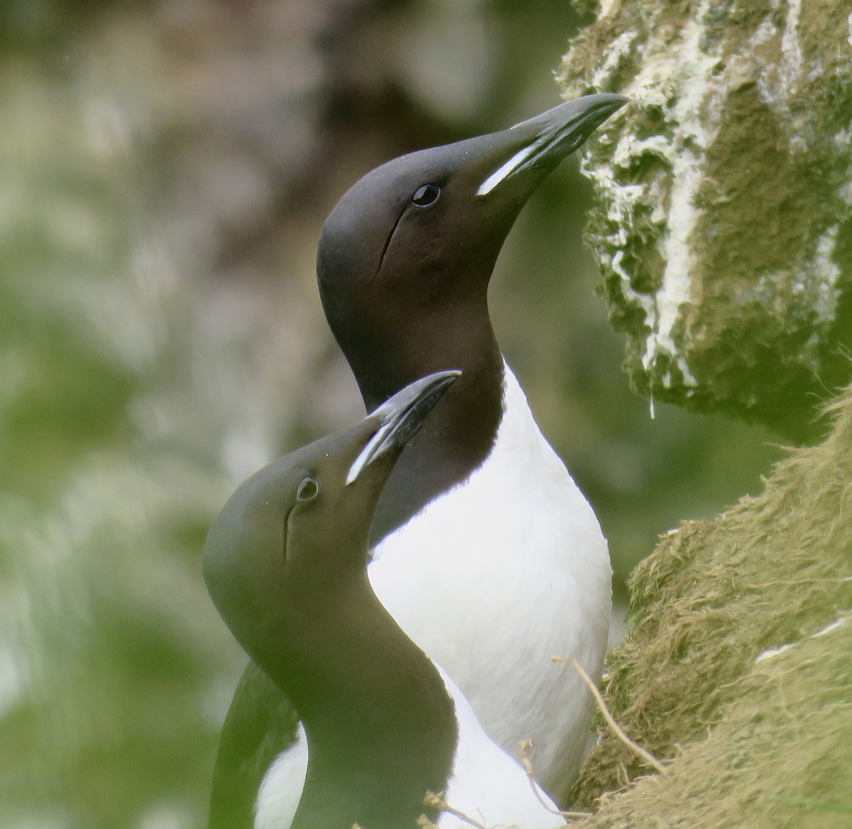 Thick-billed Murre - ML293670241