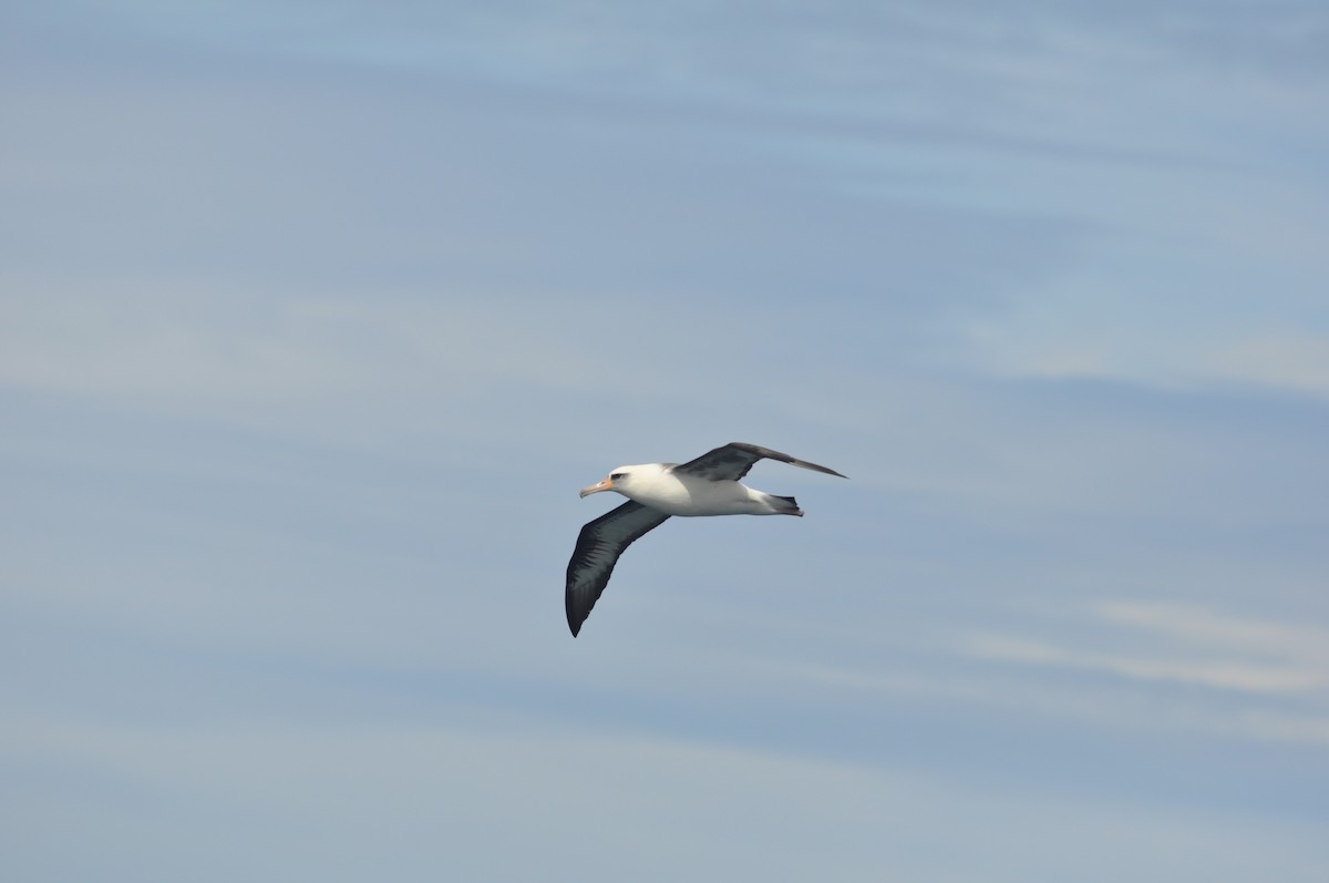 Laysan Albatross - ML29367271