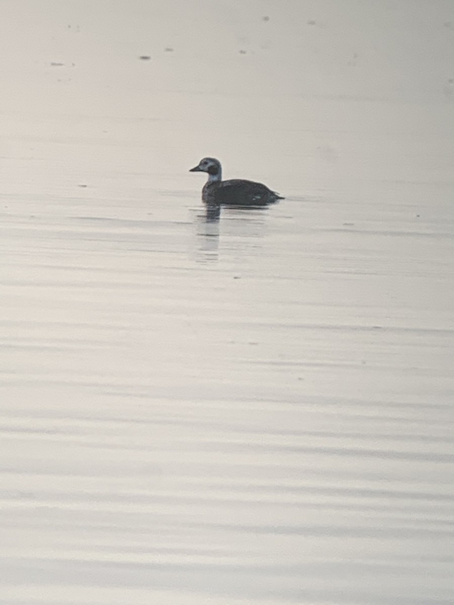 Long-tailed Duck - ML293676221