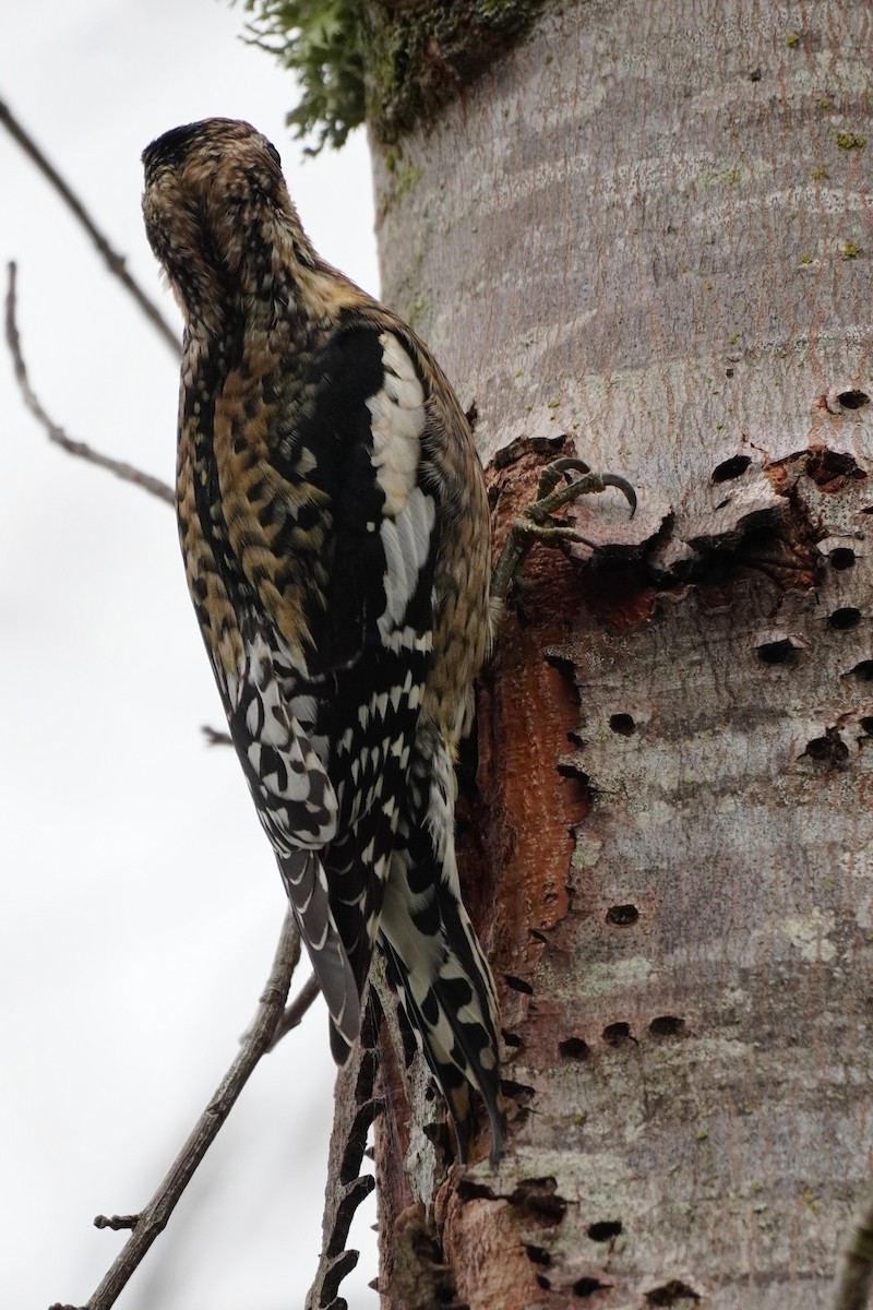 Yellow-bellied Sapsucker - Christopher Collier