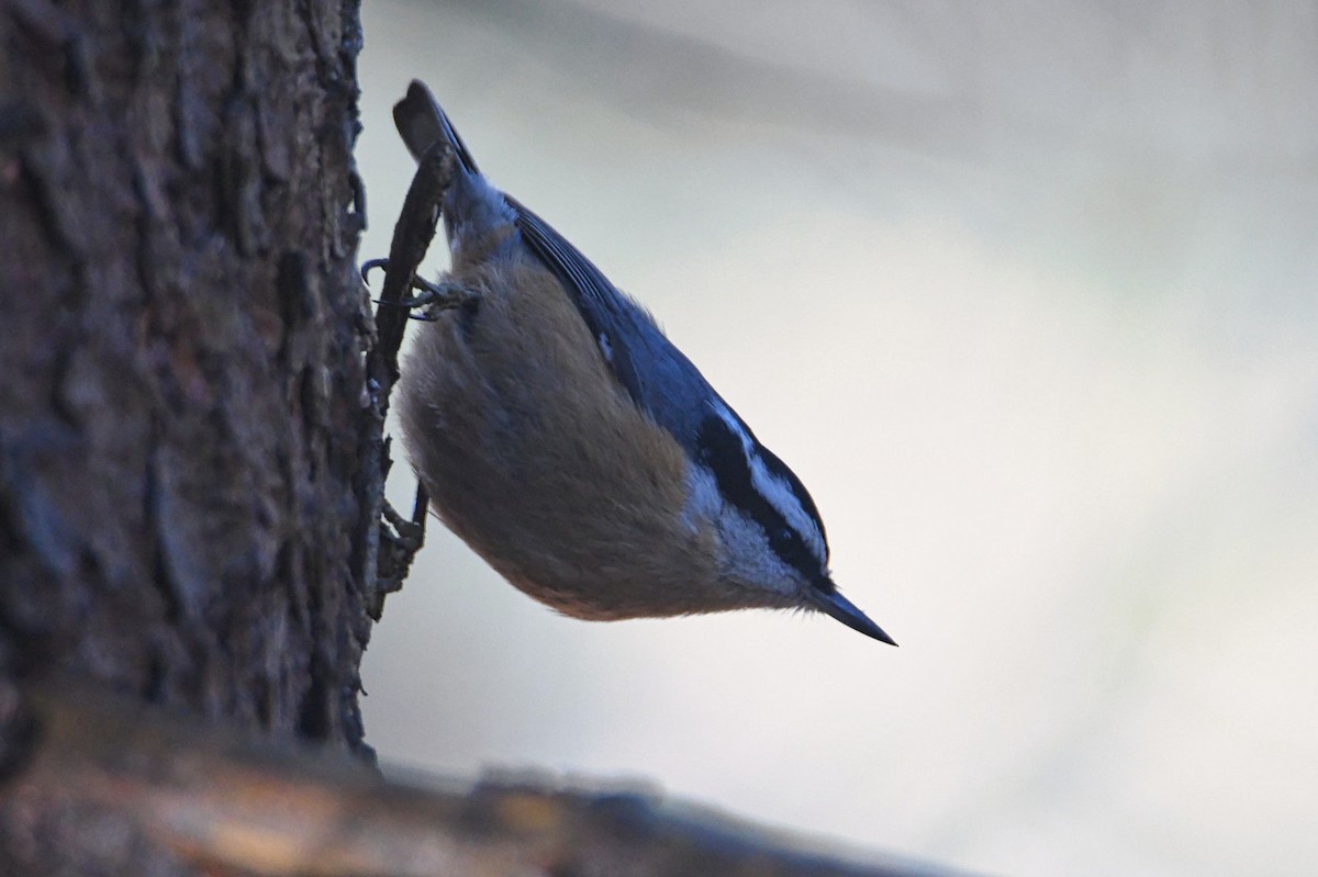 Red-breasted Nuthatch - ML293696761