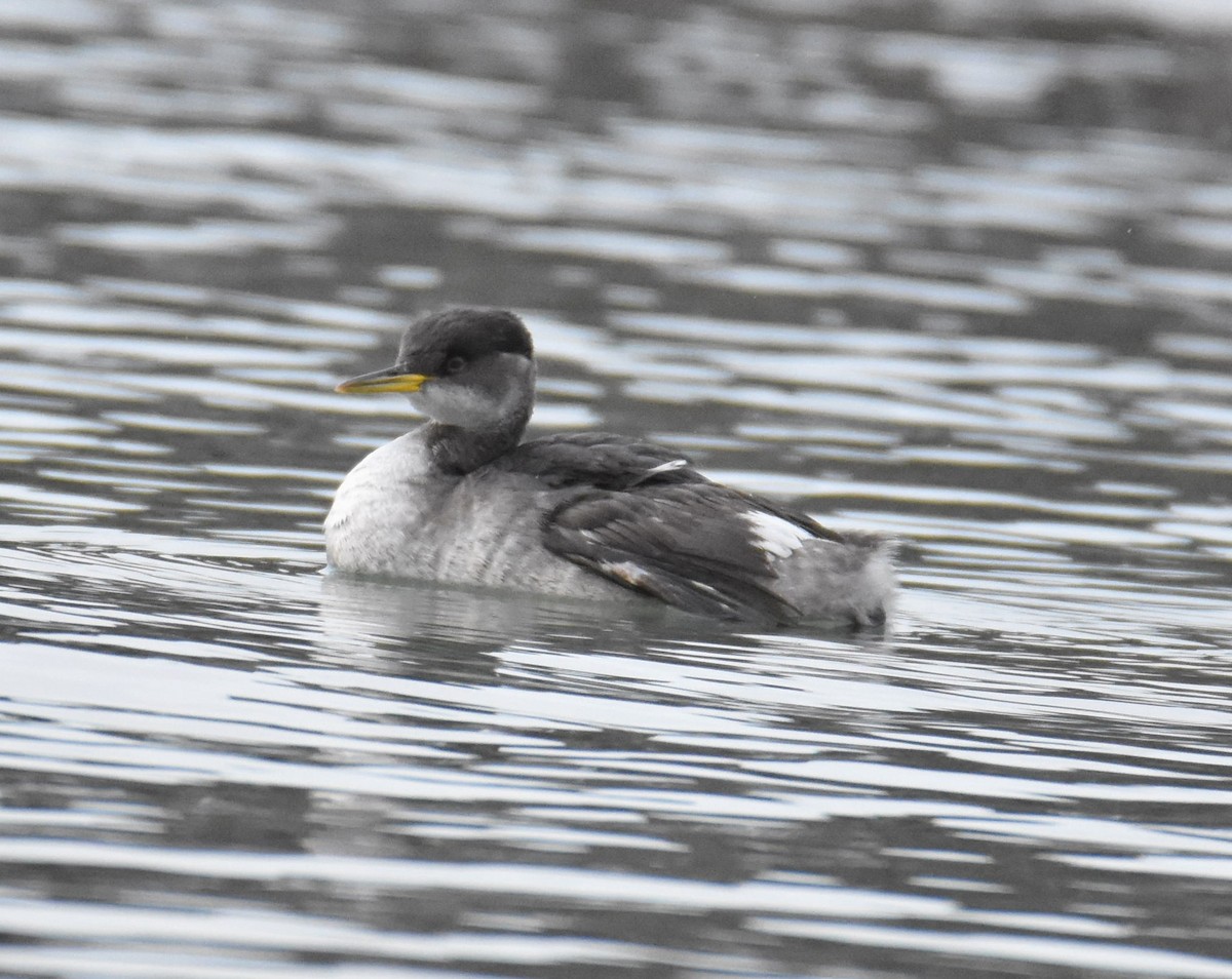 Red-necked Grebe - ML293697081