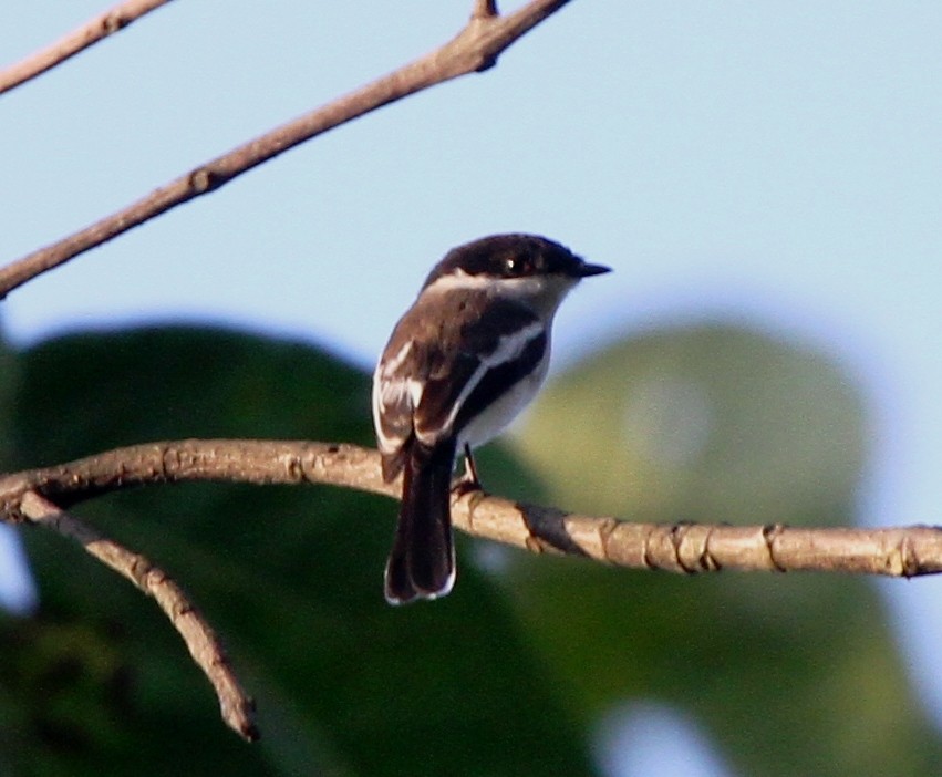 Bar-winged Flycatcher-shrike - Ramachandran Rajagopal