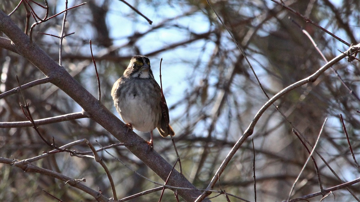 White-throated Sparrow - ML293702431