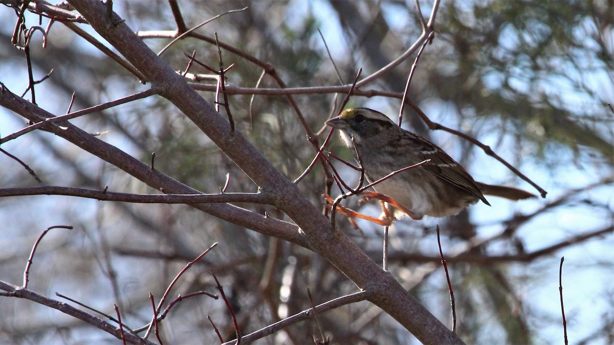 White-throated Sparrow - ML293702661