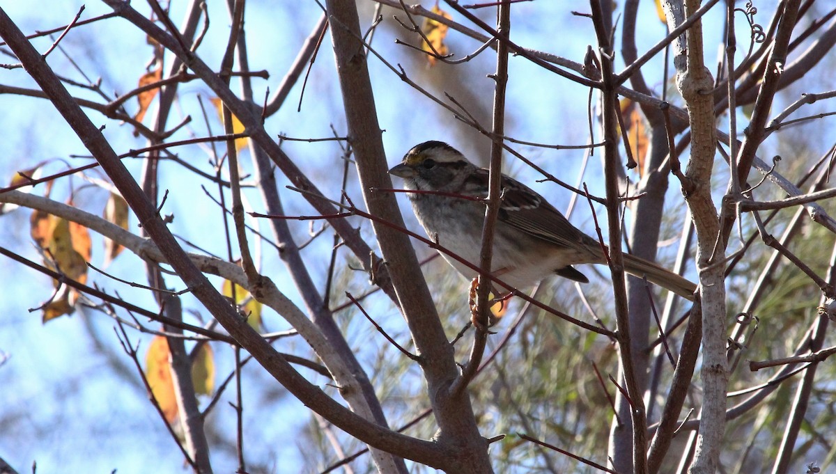 White-throated Sparrow - ML293702761