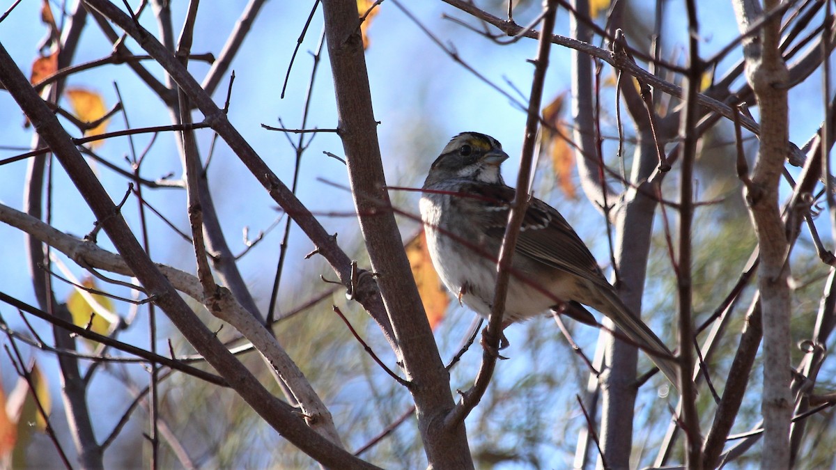 White-throated Sparrow - Kevin Cunningham
