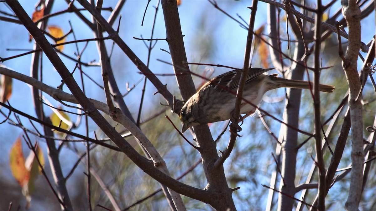 White-throated Sparrow - ML293703021