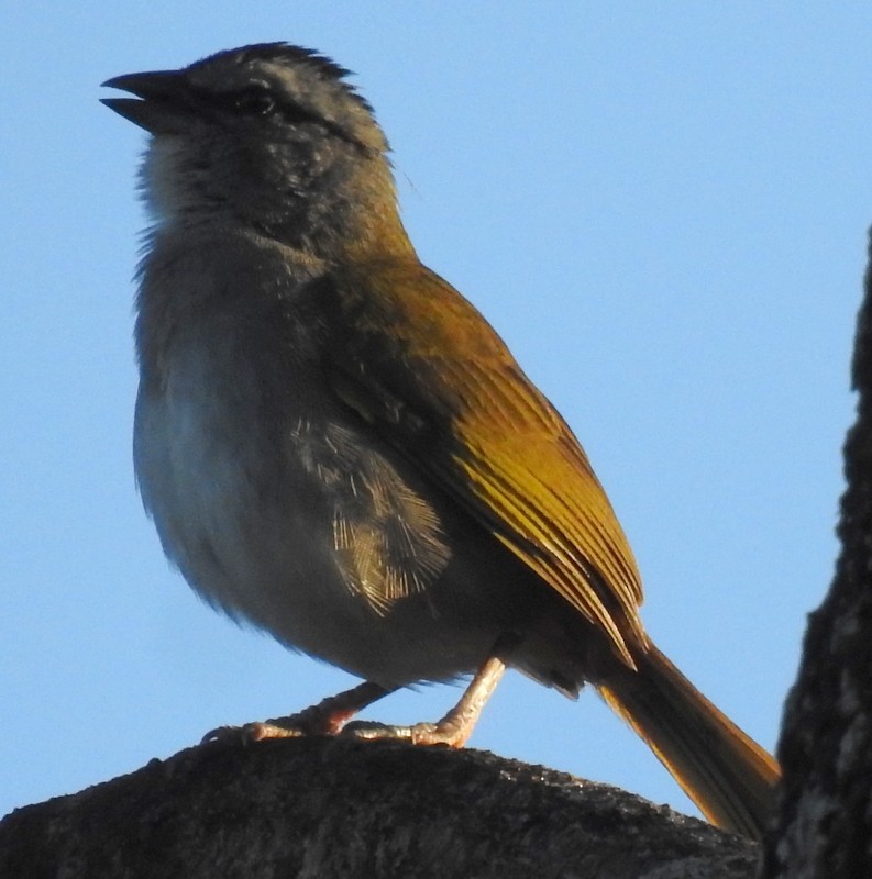 Black-striped Sparrow - Bill Fox