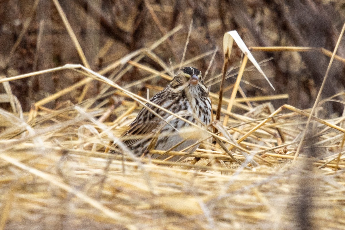 Savannah Sparrow - ML293710901