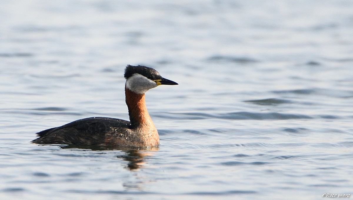 Red-necked Grebe - ML29371351