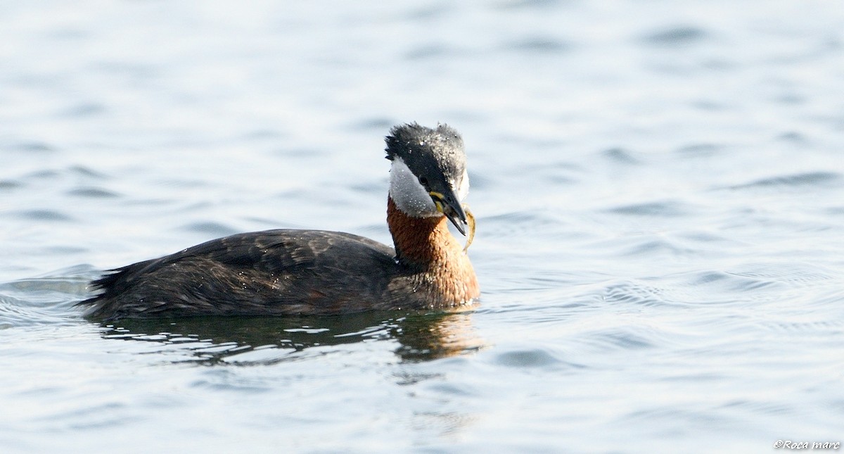 Red-necked Grebe - ML29371361