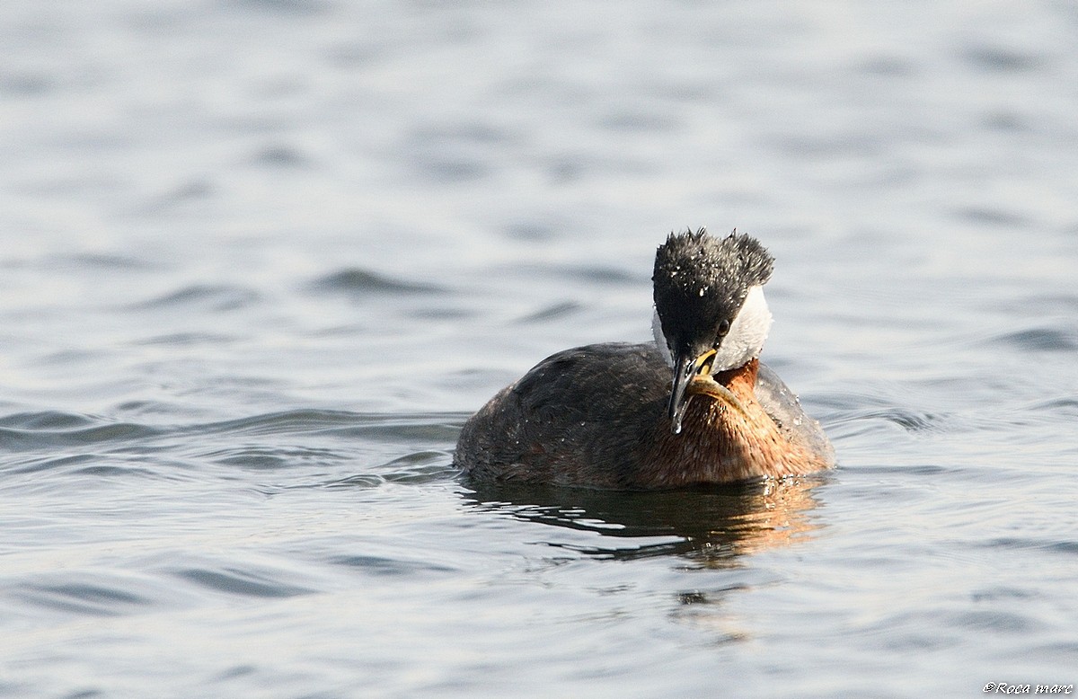 Red-necked Grebe - ML29371371