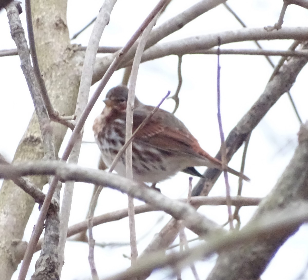 Fox Sparrow (Red) - ML293718211