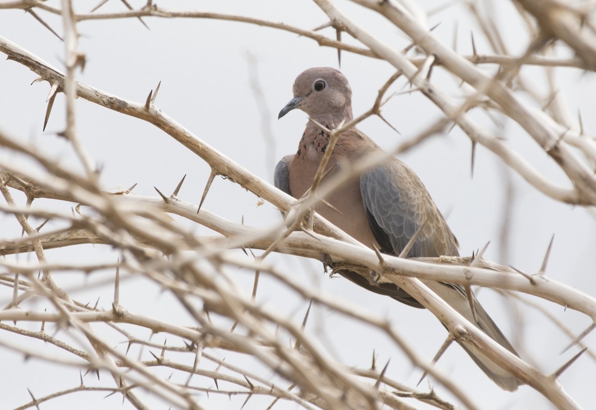 Laughing Dove - ML293718331