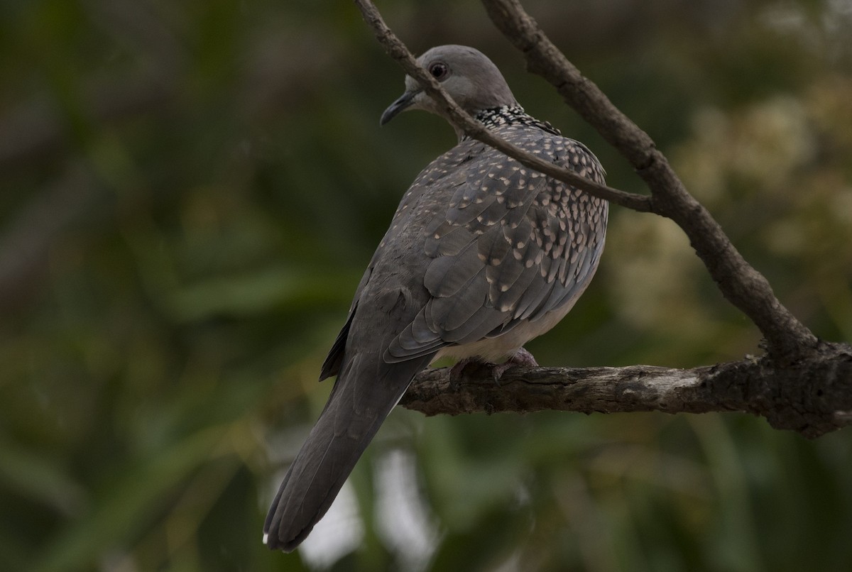 Spotted Dove - ML293718731