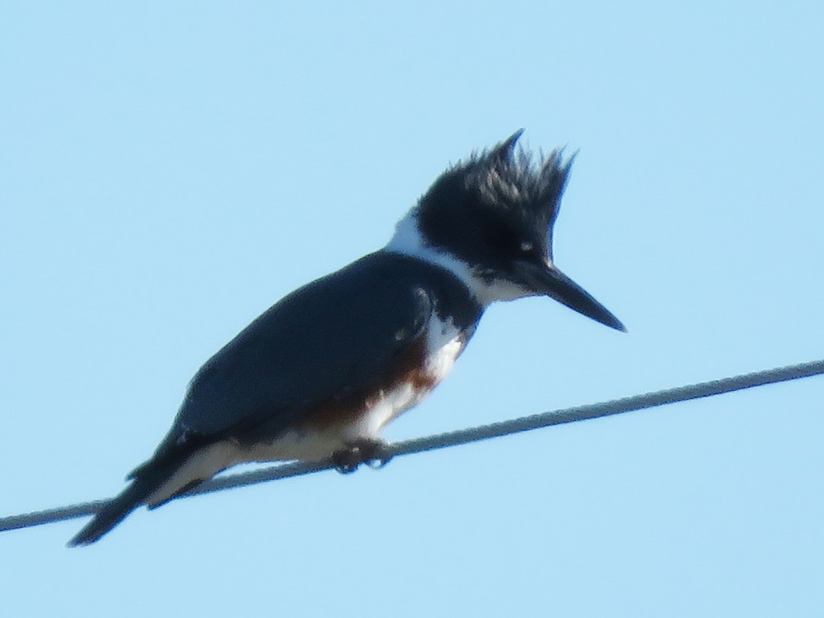 Belted Kingfisher - ML293721751