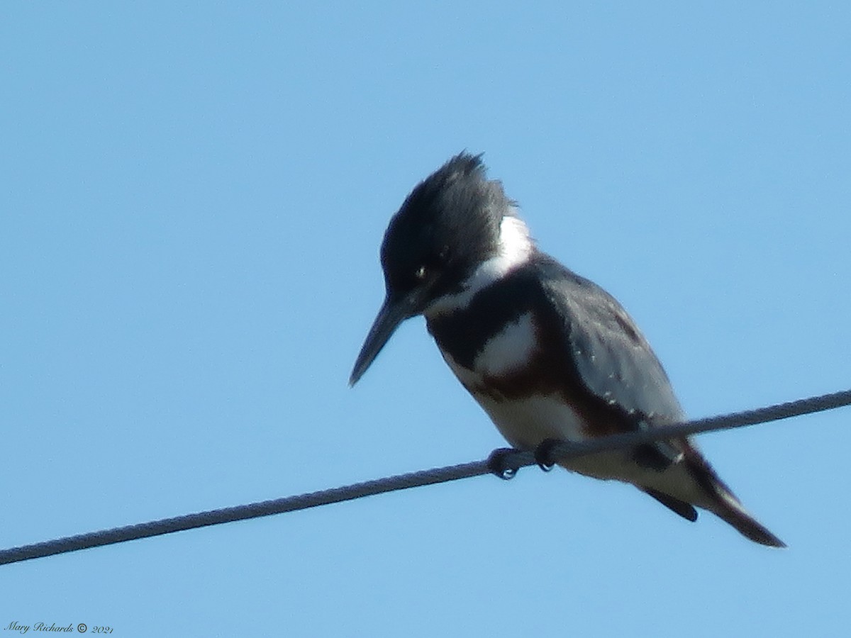 Belted Kingfisher - ML293721801