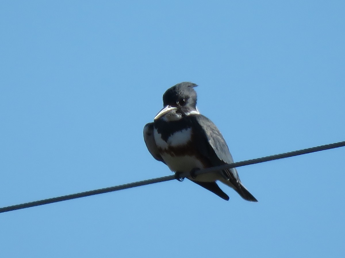 Belted Kingfisher - ML293721991