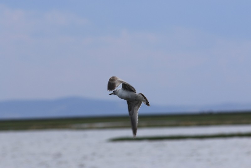 Common Gull (Kamchatka) - ML29372231