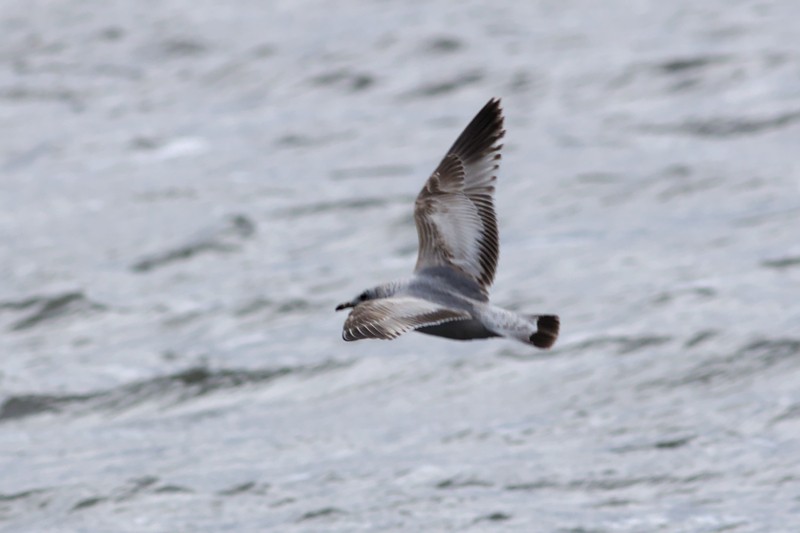 Common Gull (Kamchatka) - Tom Tarrant