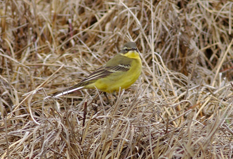 Eastern Yellow Wagtail - Tom Tarrant