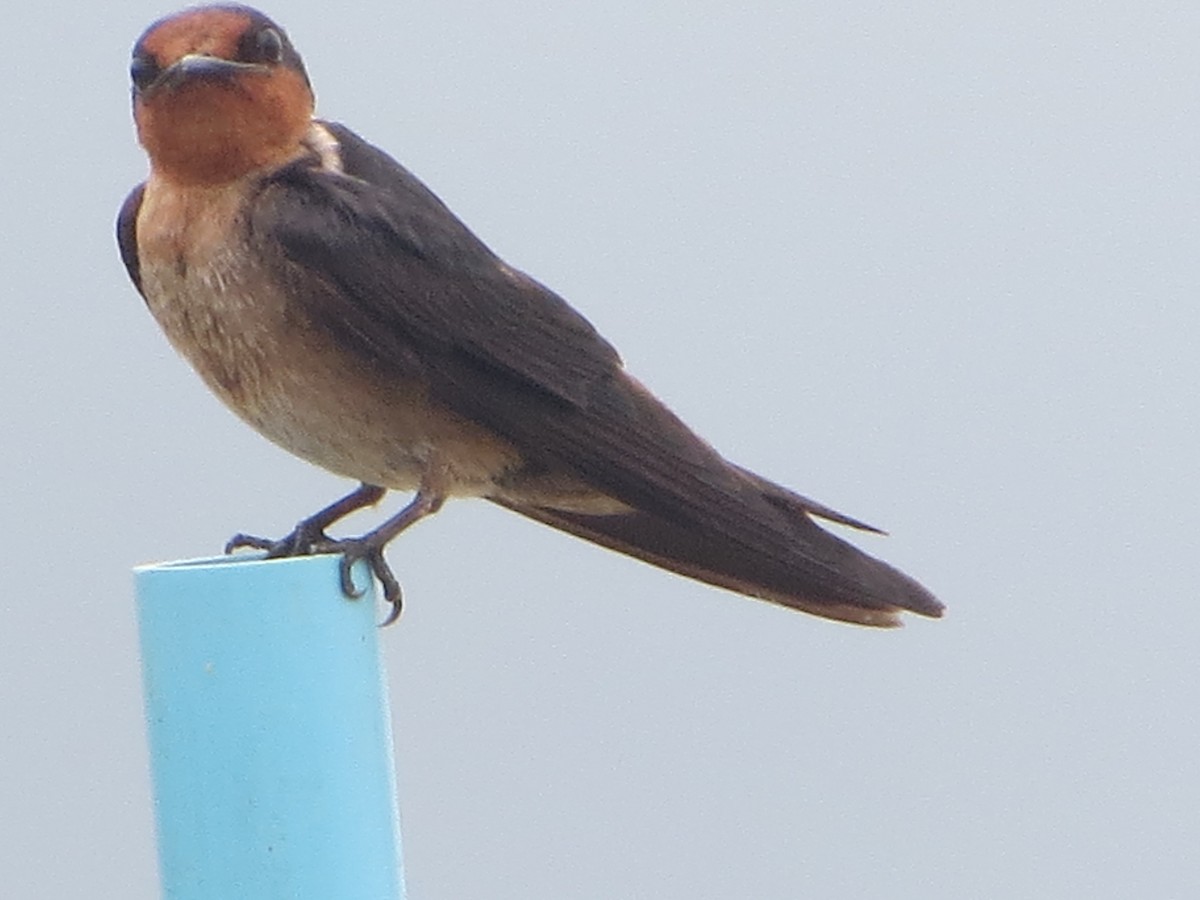 Pacific Swallow - ML29372411