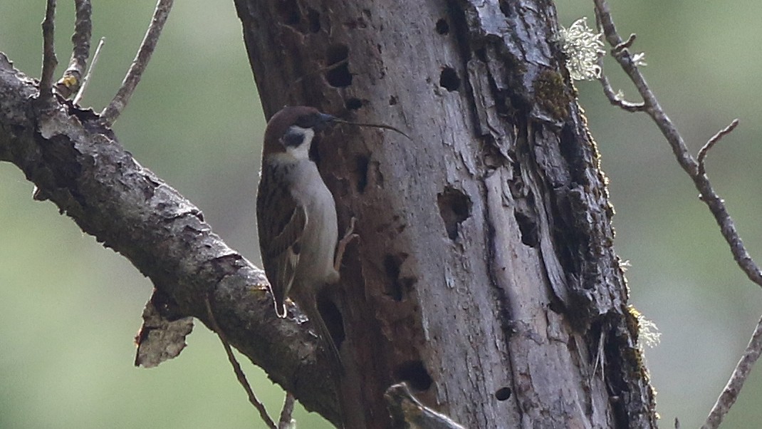 Eurasian Tree Sparrow - ML29372801