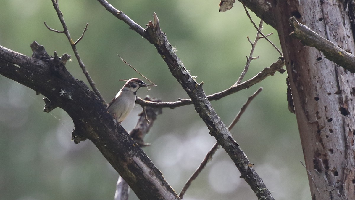 Eurasian Tree Sparrow - ML29372811