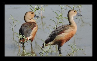 Lesser Whistling-Duck, ML29372921