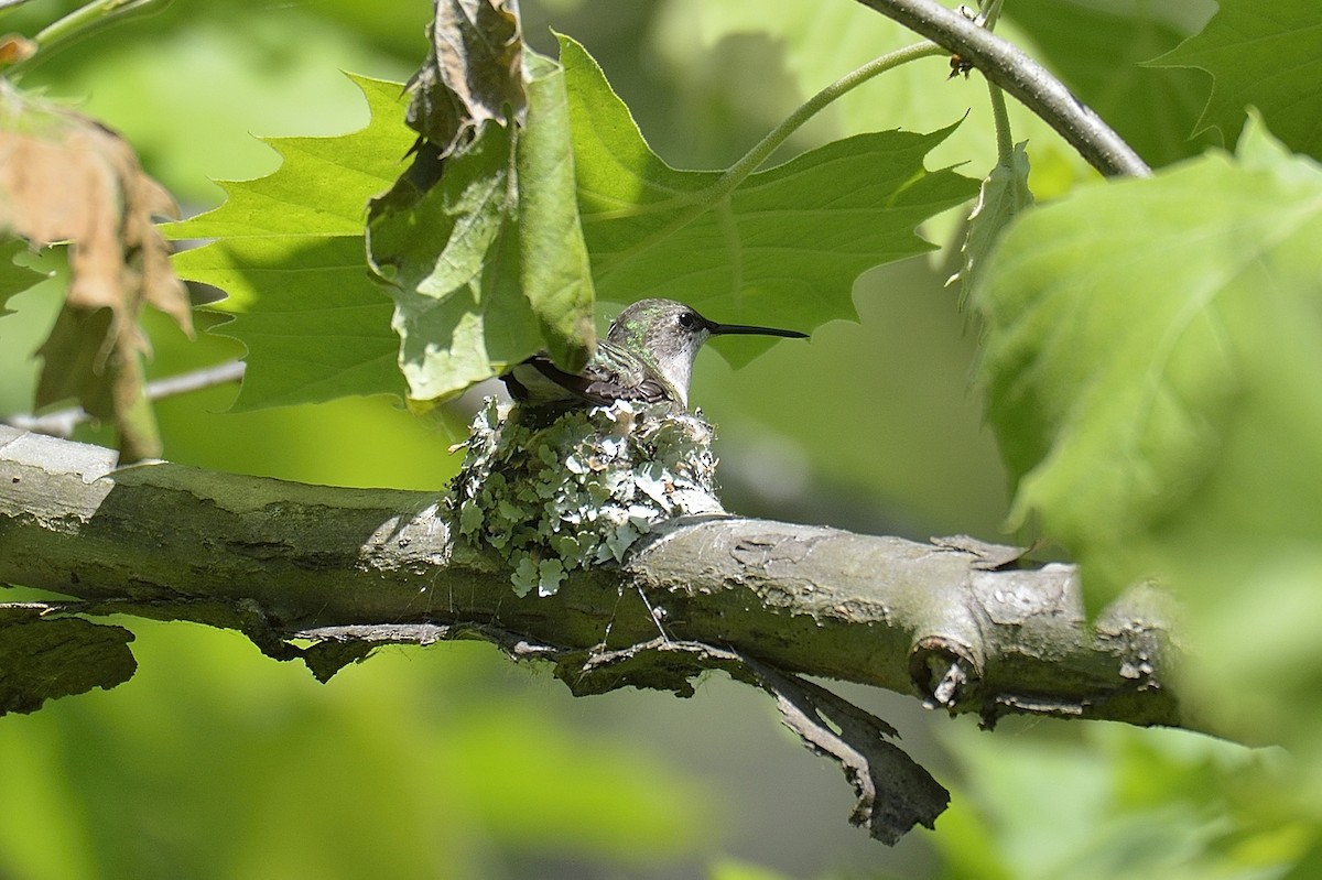 Ruby-throated Hummingbird - Donald Casavecchia